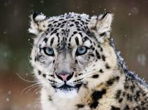 Leopard des neiges